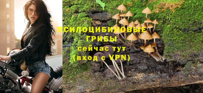 Псилоцибиновые грибы Cubensis  Белебей 